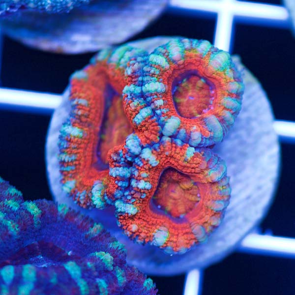 Summer Spectacular Awesome Acan #15