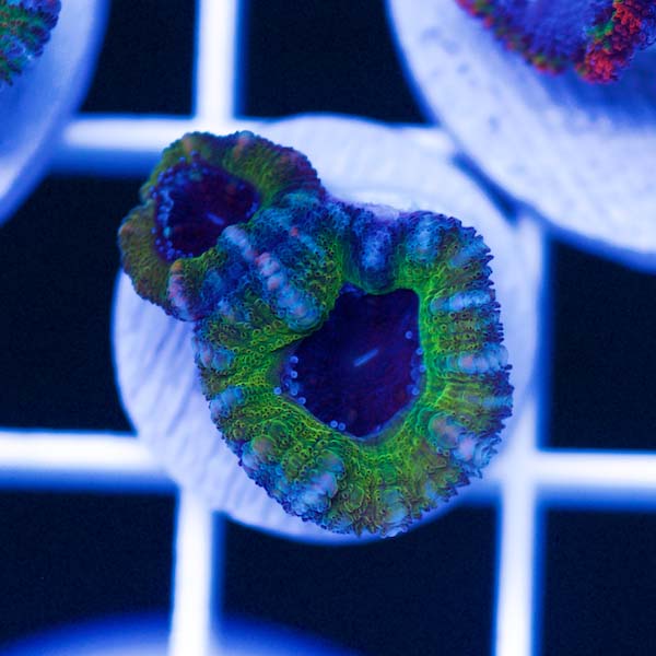 Summer Spectacular Awesome Acan #16