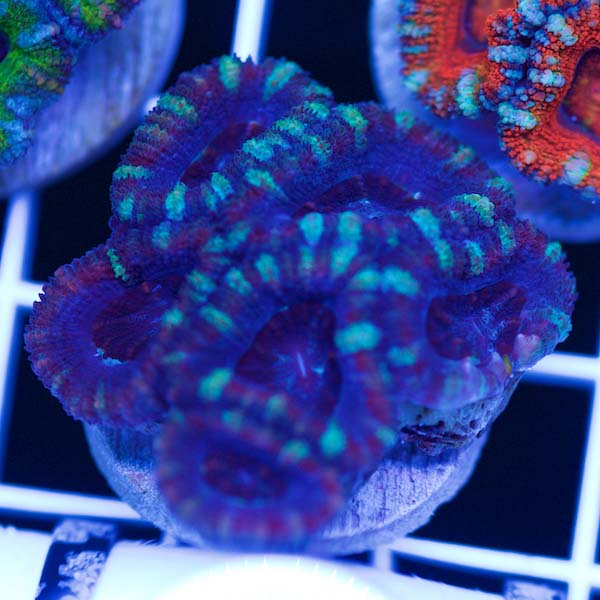 Summer Spectacular Awesome Acan #17