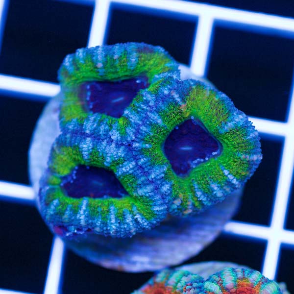 Summer Spectacular Awesome Acan #20
