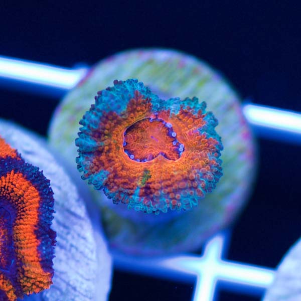 Summer Spectacular Awesome Acan #21