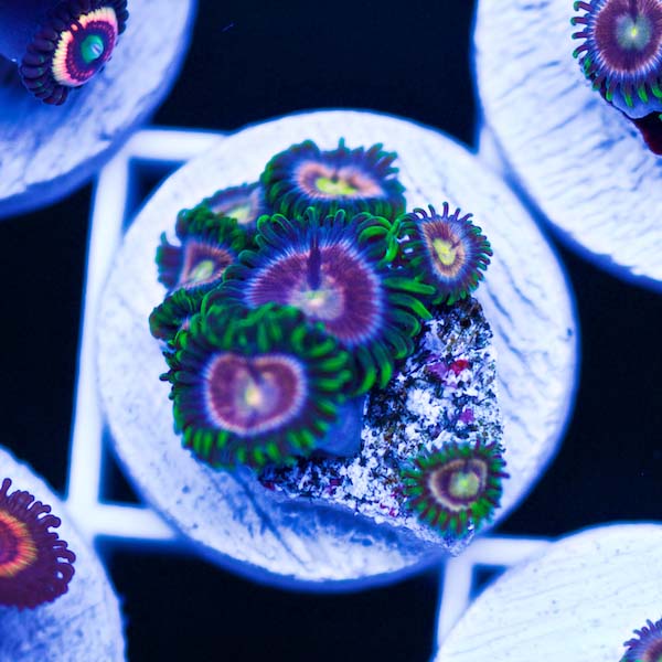 Summer Spectacular CC Raspberry Lime Zoanthids #1