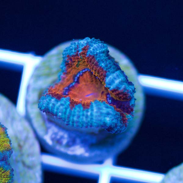 Summer Spectacular Awesome Acan #23