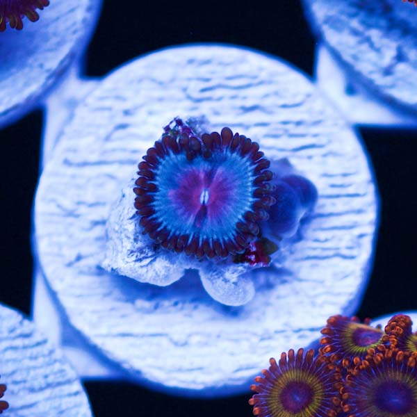 Summer Spectacular Blue Kiss Vice Zoanthid #1