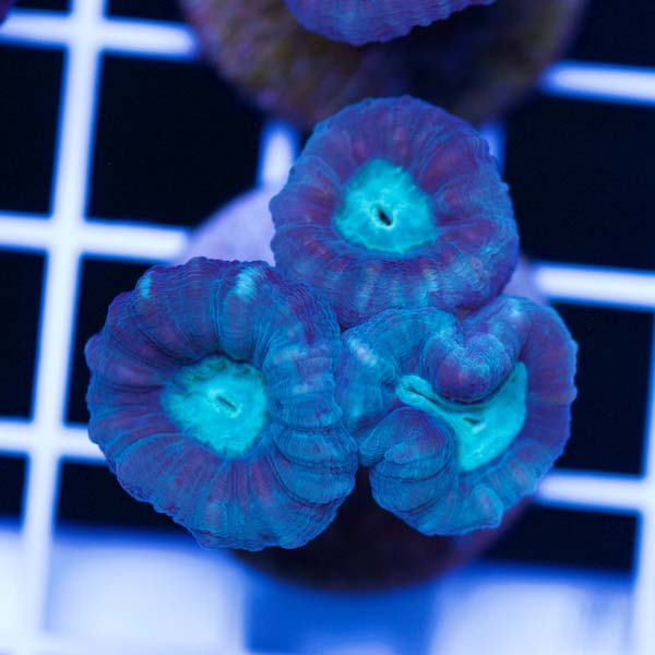 Summer Spectacular Cool Candy Cane Coral #2