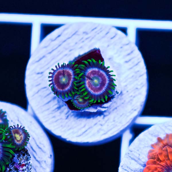 Summer Spectacular CC Raspberry Lime Zoanthids #3