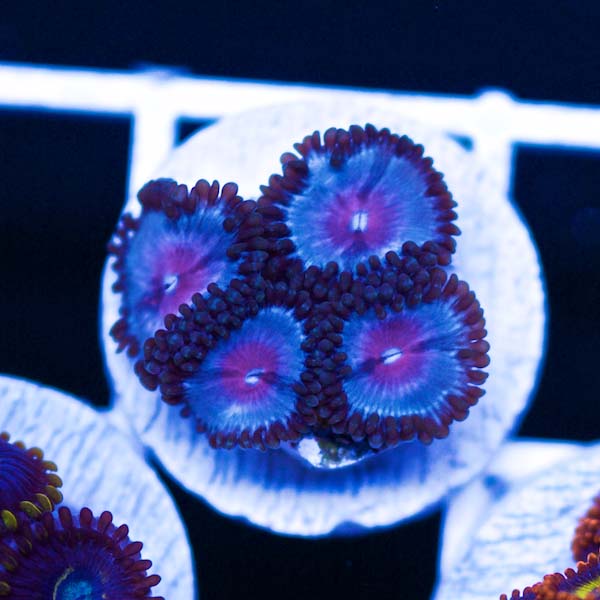 Summer Spectacular Blue Kiss Vice Zoanthid #2