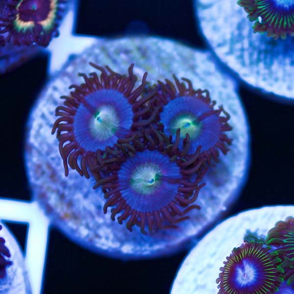 Summer Spectacular Fruit Punch Vice Zoanthids #2