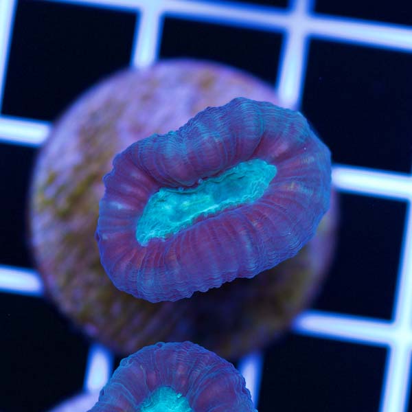 Summer Spectacular Cool Candy Cane Coral #5