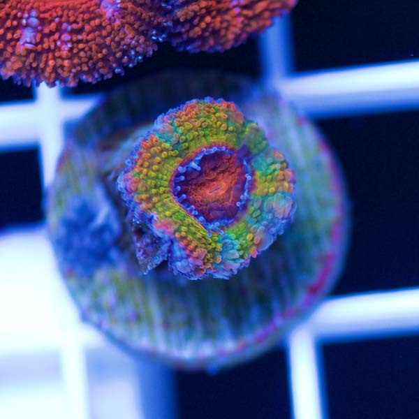 Summer Spectacular Awesome Acan #34