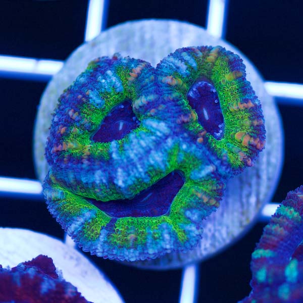 Summer Spectacular Awesome Acan #37