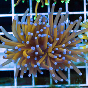 coral6474-300x300.jpg