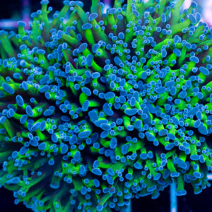 coral6499-300x300.jpg