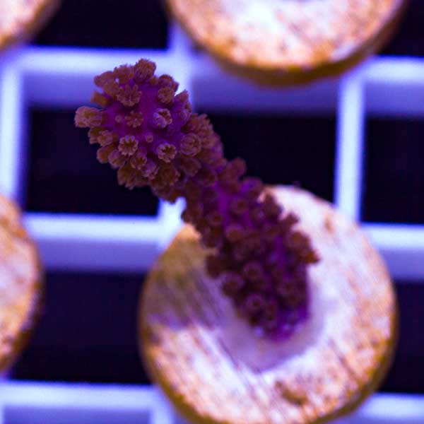 Summer Spectacular CC Purple Gorgonian #1