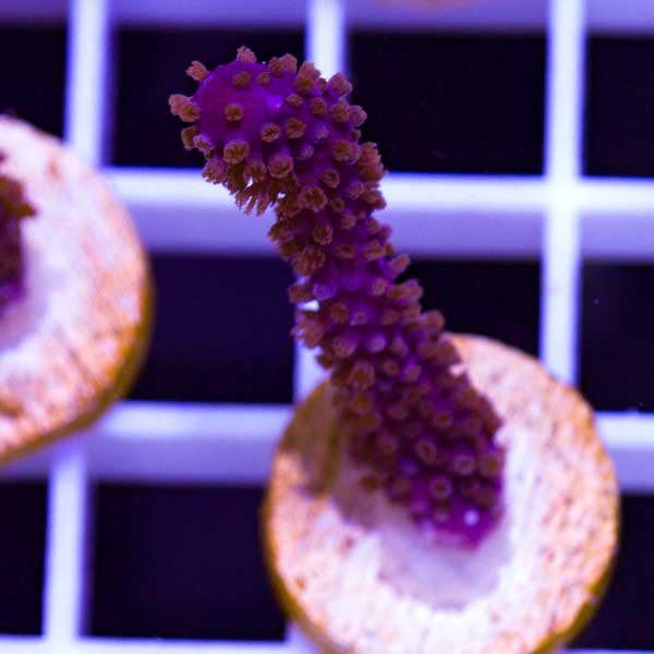 Summer Spectacular CC Purple Gorgonian #8
