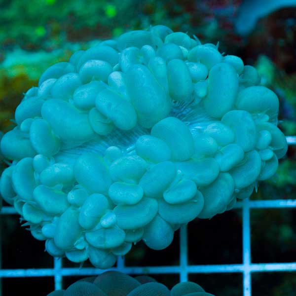 Summer Spectacular Marshall Islands Mariculture Bubble Coral #3