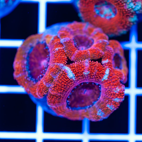 Awesome Aussie Acan #12