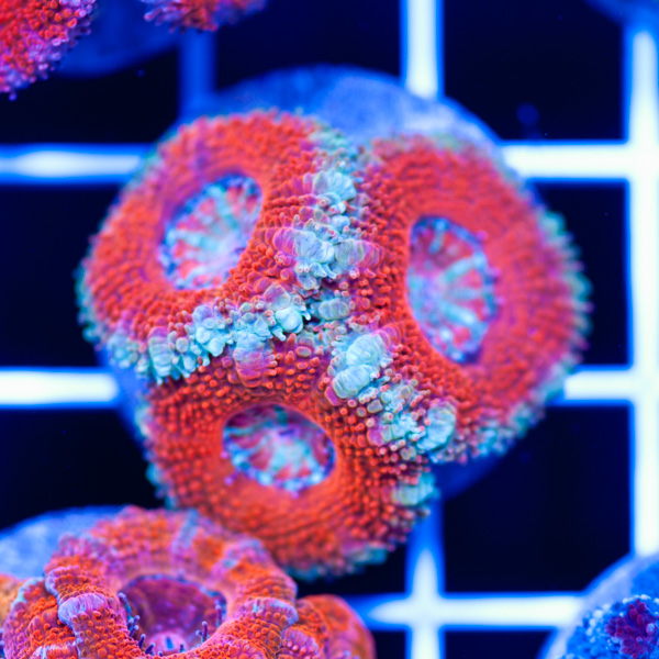 Awesome Aussie Acan #9