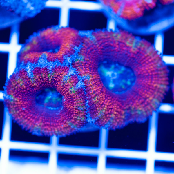 Awesome Aussie Acan #6