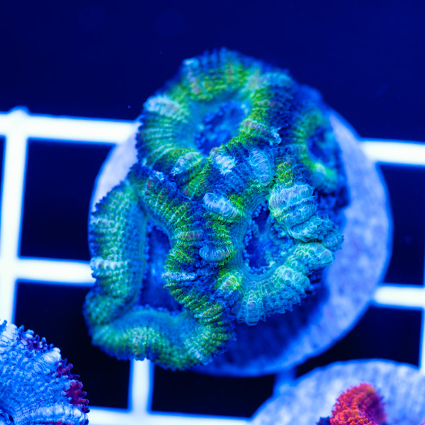 Awesome Aussie Acan #3