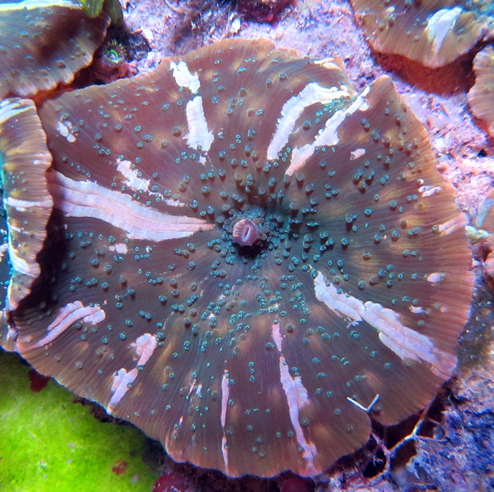 568_mushroom-coral-watermelon_1.jpg