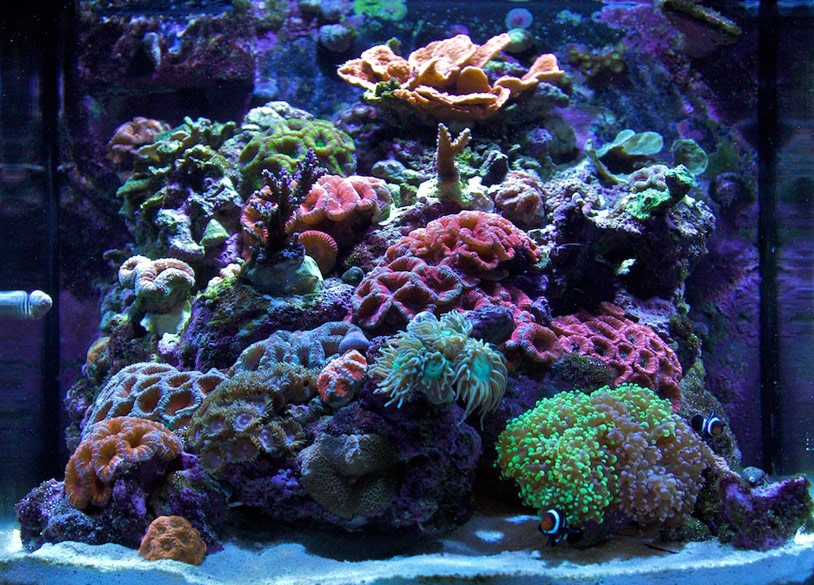 www.nano-reef.com