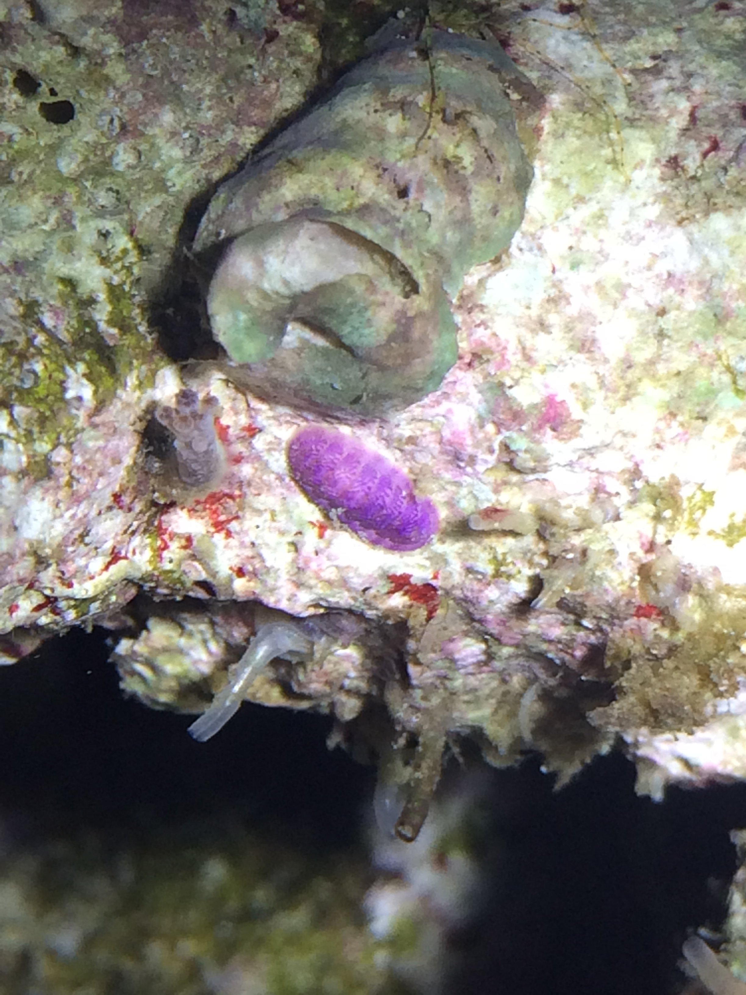 Purple chiton (!!!) - Invertebrate Forum - Nano-Reef Community