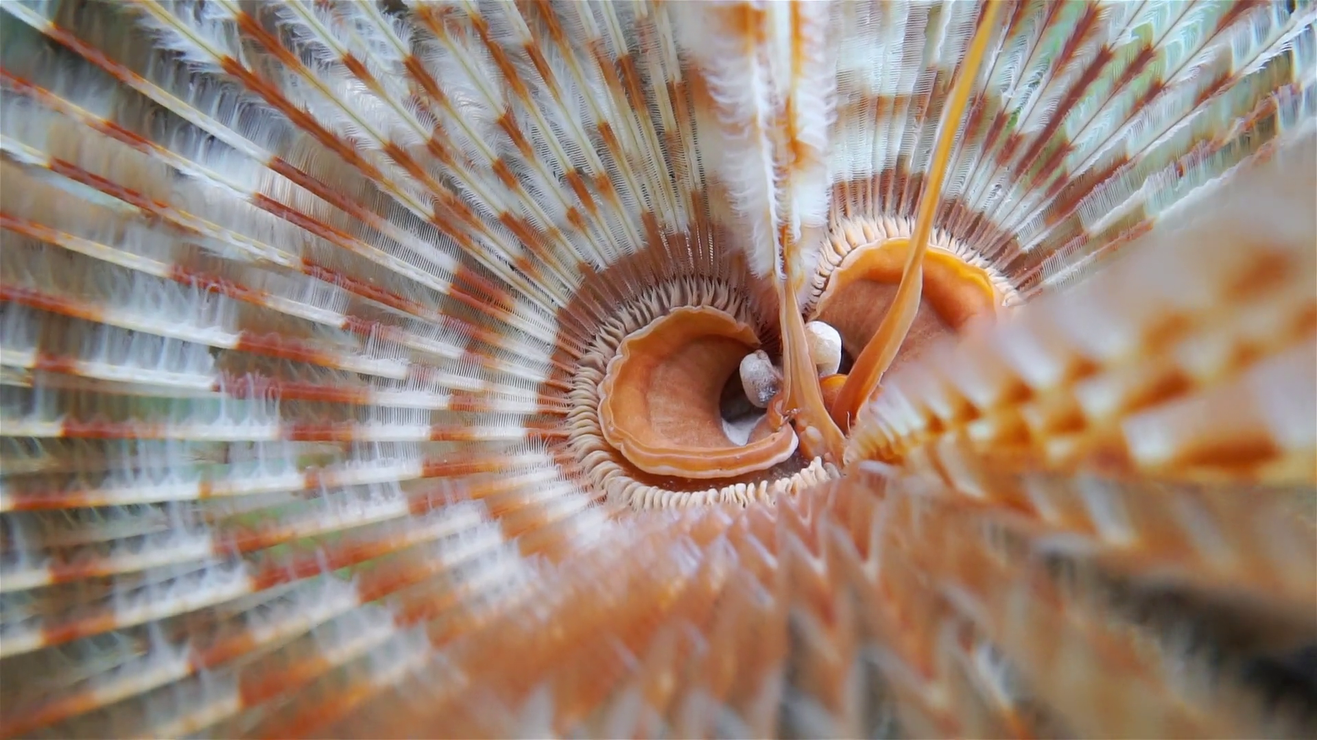 underwater-sea-life-head-of-a-magnificent-feather-duster-worm-sabellastarte-magnifica-caribbean-sea_b0kaka_p_thumbnail-full01.png