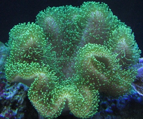 Leather Coral Care Guide
