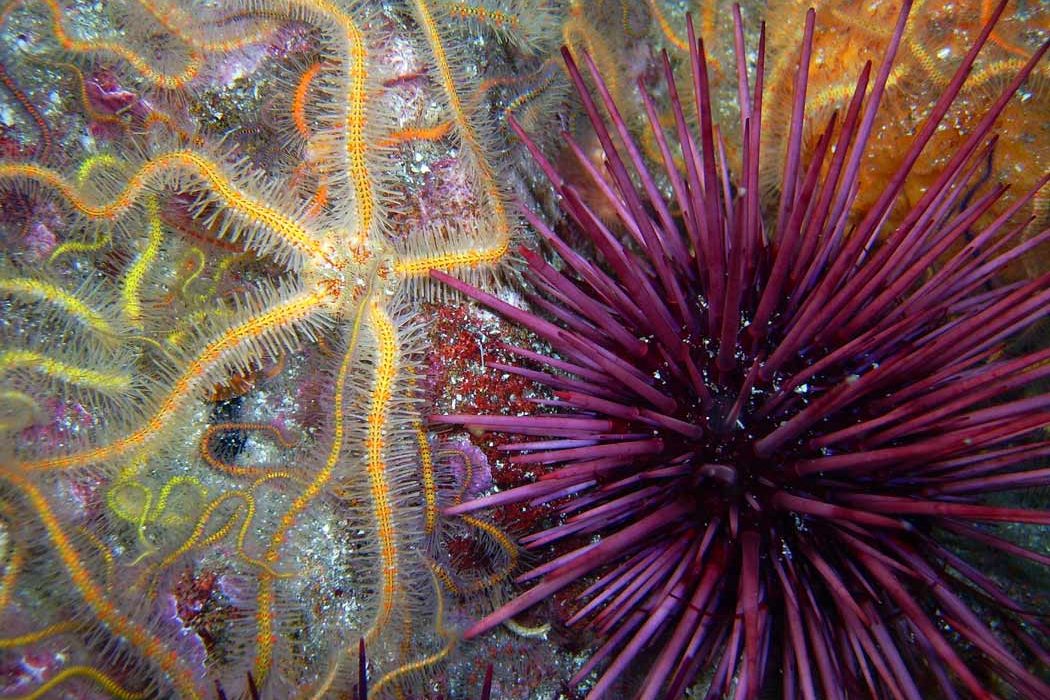 brittle-star-urchin-1050x700.jpg