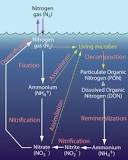 Image result for nitrogen fixation in ocean