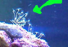 Help with hydoids PLEASE!!! - Reef Central Online Community