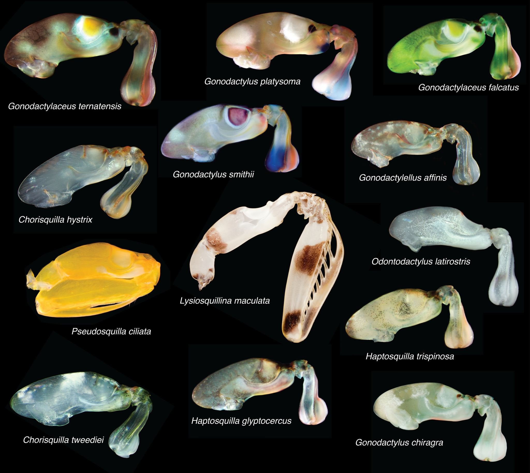 A collection of Mantis Shrimp predatory raptorial appendages from Lizard  Island, Australia. Spearers, smashers and bright colors for threat  communication (not to scale). : r/biology
