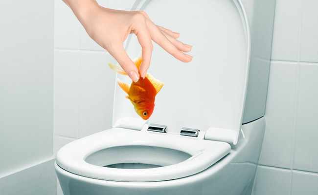 Flushing-a-fish-down-a-toilet-to-kill-it.jpg