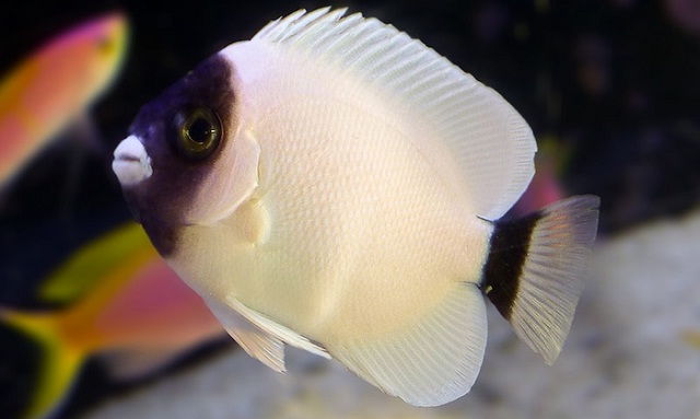 Expensive-Saltwater-Fish-Masked-Angelfish.jpg