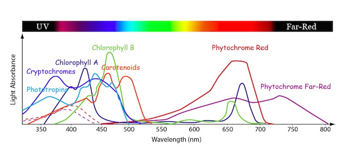 absorption-spectrum.jpg