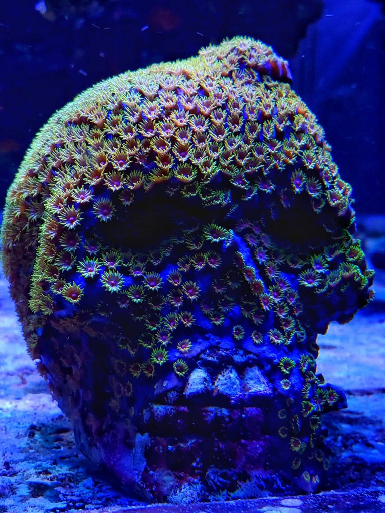 A coral in my aquarium that's grown and encrusted over a skull decoration.  - Imgur
