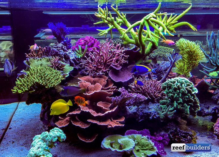 The supernatural reef tank of Seabox Aquarium - Reef Builders | The Reef  and Marine Aquarium Blog | Marine aquarium, Saltwater fish tanks, Reef tank