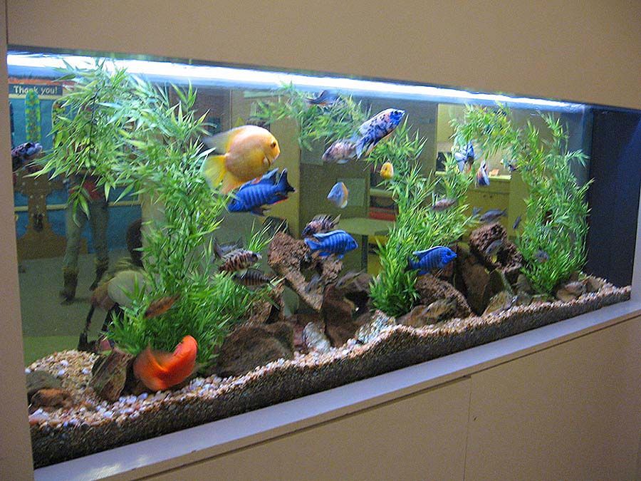 Another fresh water aquarium by Aquaholics | Fish aquarium decorations,  Tropical fish aquarium, Fresh water fish tank