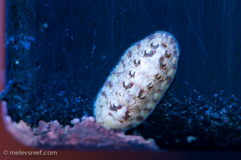 Chiton infestation - Reef Central Online Community | Infestations, Culture  tank, Reef