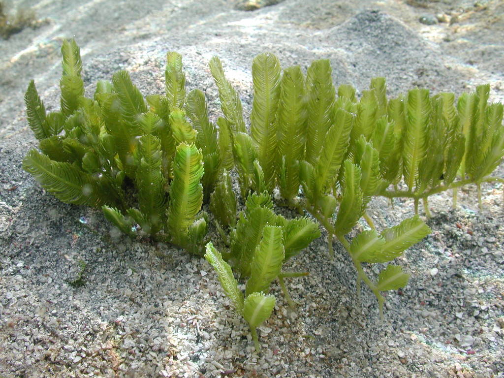 Caulerpa sertularioides (Algas de Baja California ) · iNaturalist