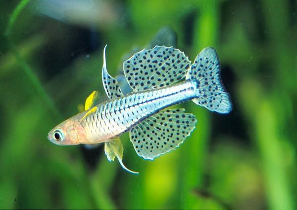 meester tussen bijstand Amazon fish for 10g? | Page 2 | REEF2REEF Saltwater and Reef Aquarium Forum