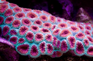 Favia-Coral-300x198.png