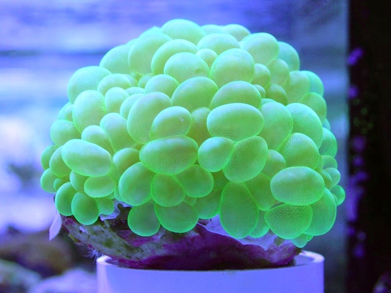 Plerogyra-sinuosa-Green-Bubble-Coral-3-14K.jpg