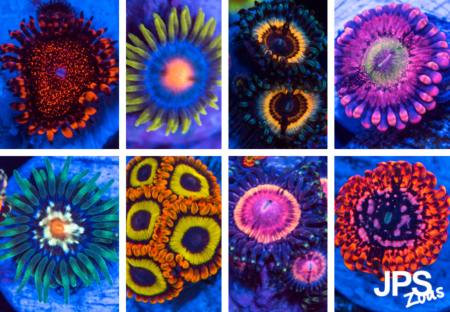 Zoanthid Live Coral Pack - JPS Zoas - Bulk Reef Supply
