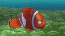 Nemo GIFs | Tenor
