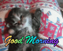 Stretching Good Morning GIF by reactionseditor