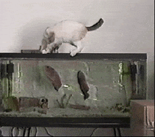 cat fish GIF
