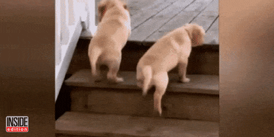dogs puppies GIF by Inside Edition