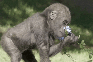 Stop And Smell The Roses Flower GIF by San Diego Zoo Wildlife Alliance